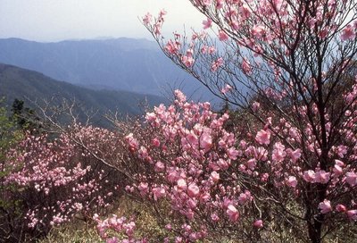 ⛰️ 사사야마 산 이미지 2